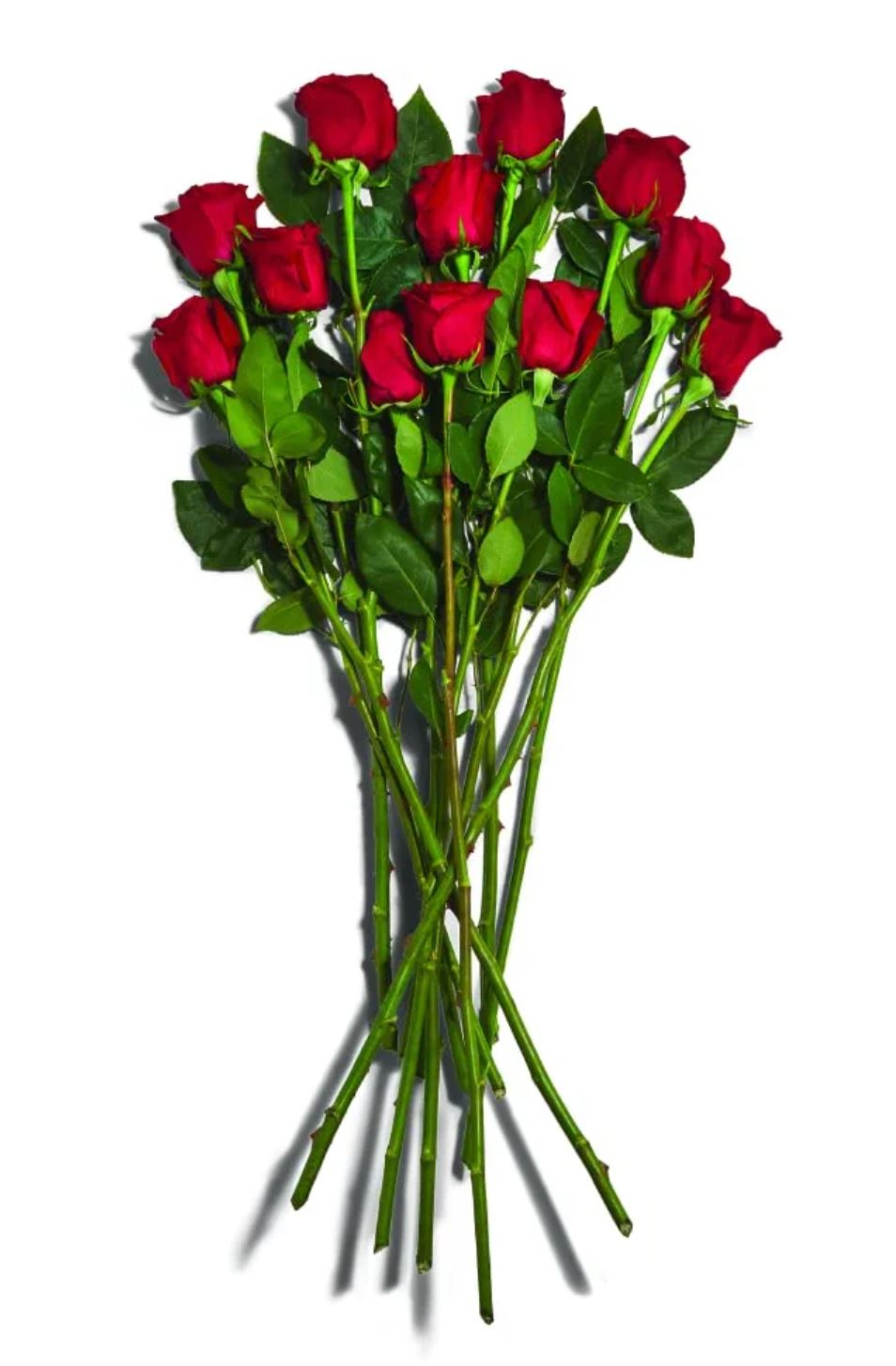 Long Stem Roses (1 Dozen)